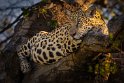 001 Noord Pantanal, jaguar